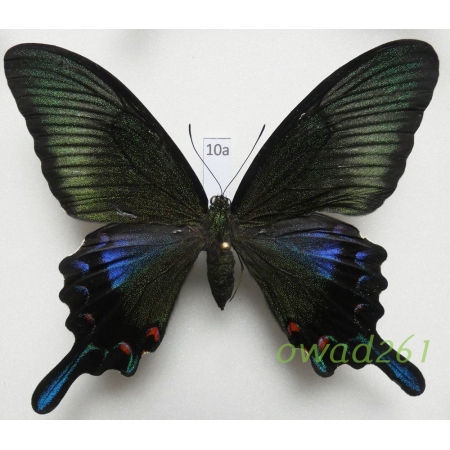 Papilio dehaani dehaani C. & R. Felder 1864 female ex. ovo Japan 89mm10a